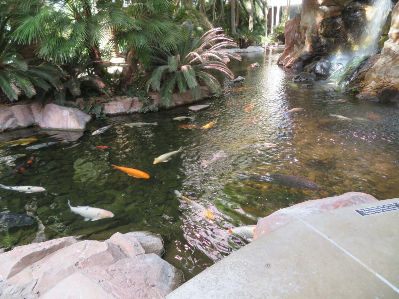 Fish in The Habitat at the Flamingo Casino